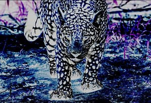 Call of the jaguar